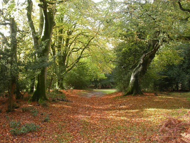 Image of New Forest